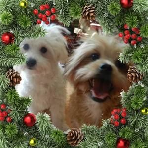 Meet your Posher, Laurie